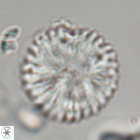 Discoaster delicatus 69940