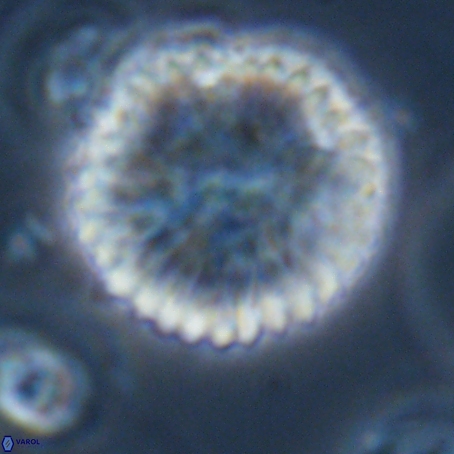 Discoaster delicatus 69942