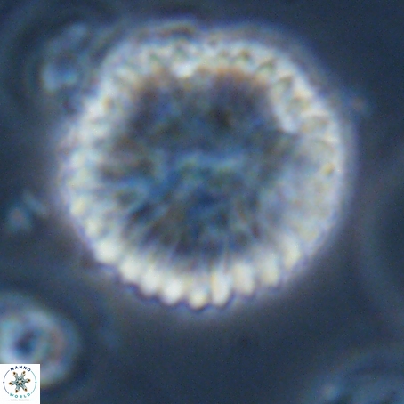 Discoaster delicatus 69942