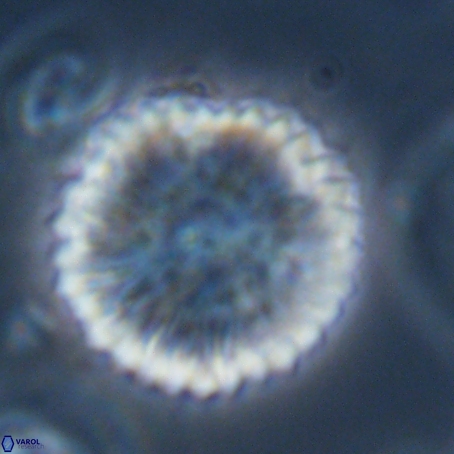 Discoaster delicatus 69944