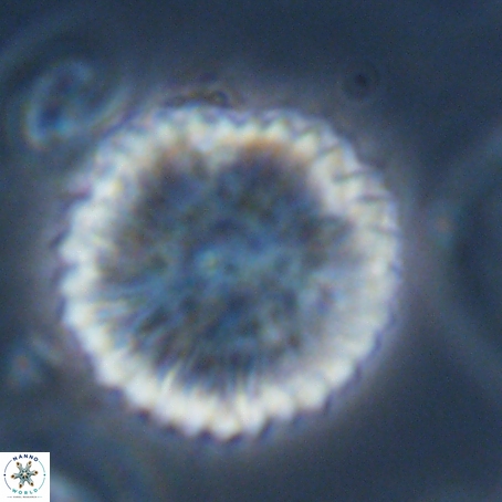 Discoaster delicatus 69944