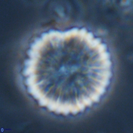 Discoaster delicatus 69945