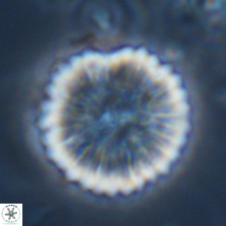 Discoaster delicatus 69945