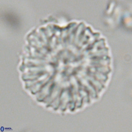 Discoaster delicatus 69946