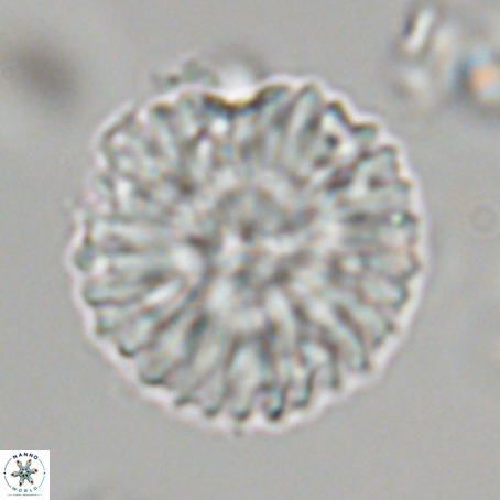 Discoaster delicatus 69946