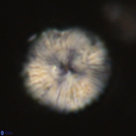 Discoaster delicatus 69947