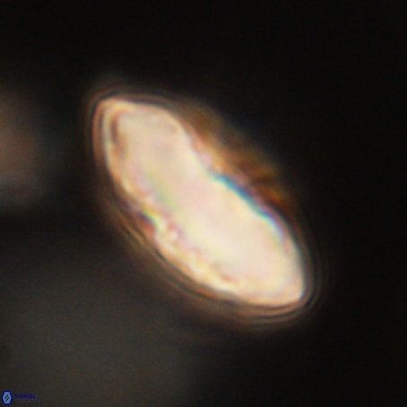 Discoaster delicatus 69951