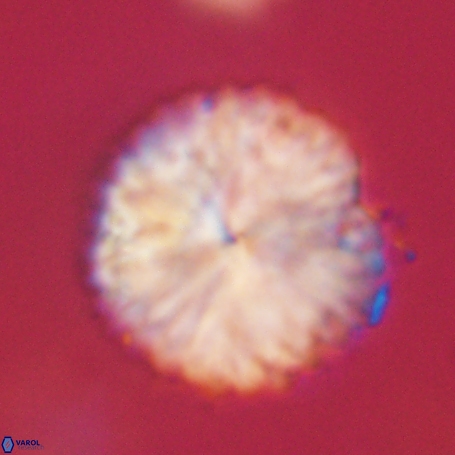 Discoaster delicatus 69955