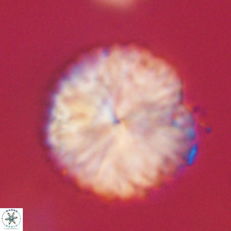 Discoaster delicatus 69955