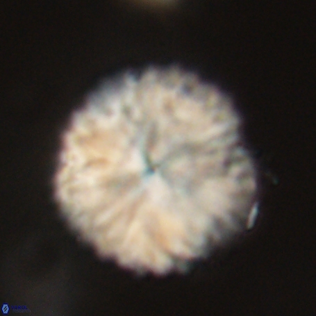 Discoaster delicatus 69956