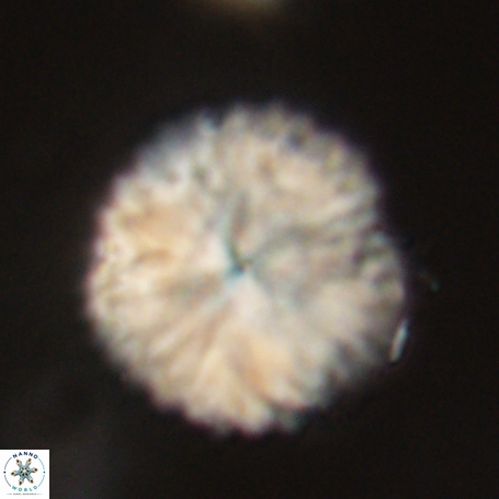 Discoaster delicatus 69956