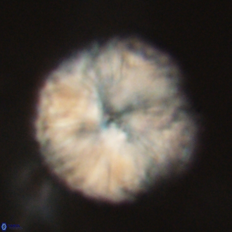 Discoaster delicatus 69957