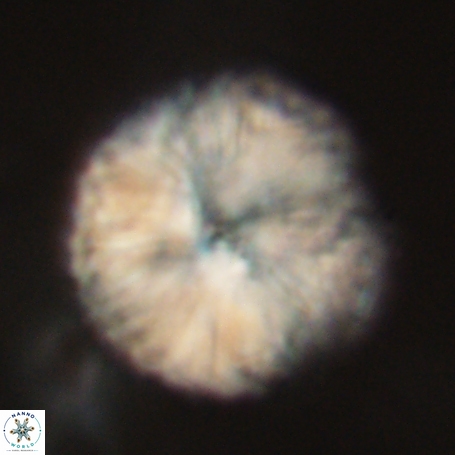 Discoaster delicatus 69957