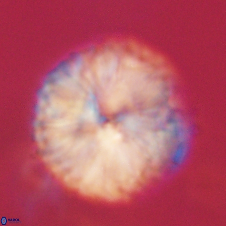 Discoaster delicatus 69958