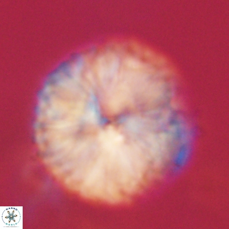 Discoaster delicatus 69958
