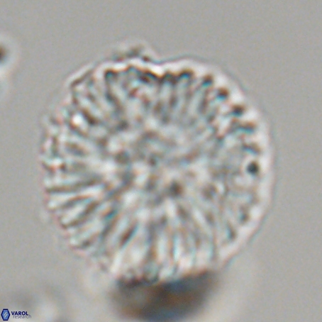 Discoaster delicatus 69938