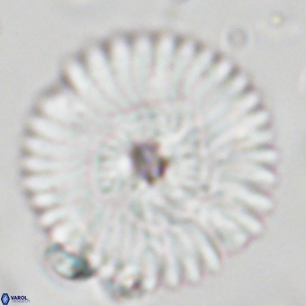 Discoaster delicatus 70849