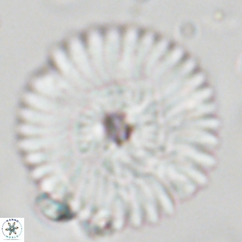 Discoaster delicatus 70849