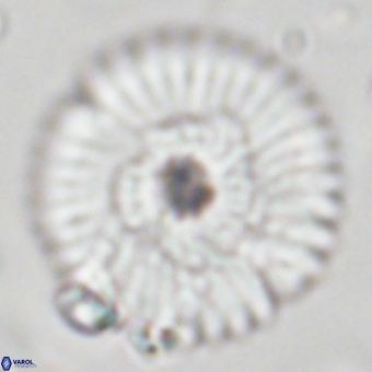 Discoaster delicatus 70850