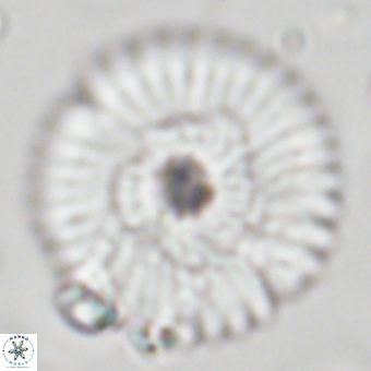 Discoaster delicatus 70850