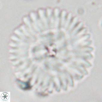 Discoaster delicatus 70851