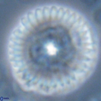 Discoaster delicatus 70852
