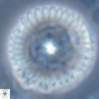 Discoaster delicatus 70852