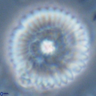 Discoaster delicatus 70853