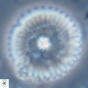 Discoaster delicatus 70853