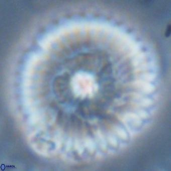 Discoaster delicatus 70854