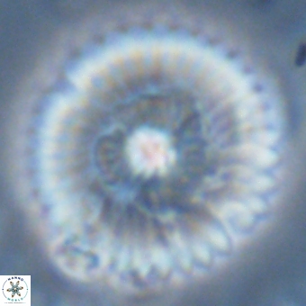 Discoaster delicatus 70854