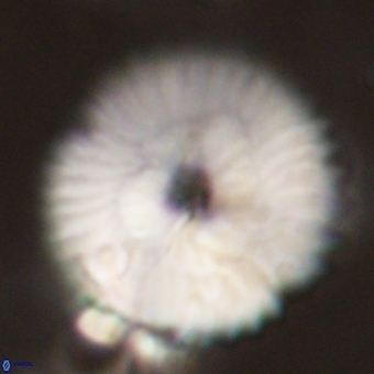Discoaster delicatus 70855