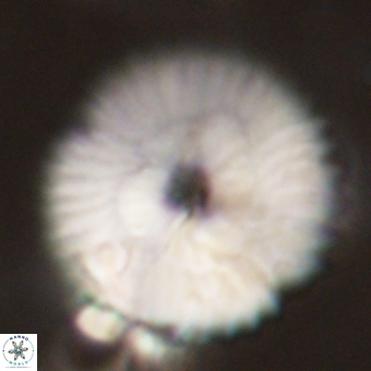 Discoaster delicatus 70855
