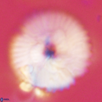 Discoaster delicatus 70856