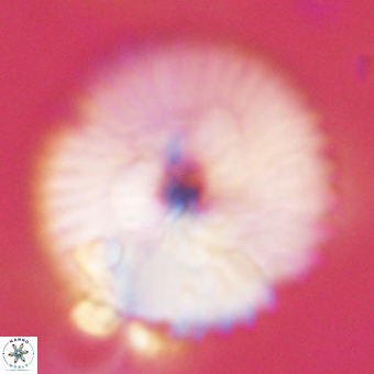 Discoaster delicatus 70856