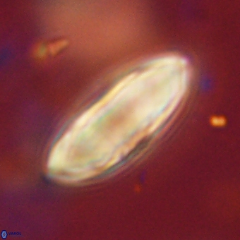 Discoaster delicatus 70861