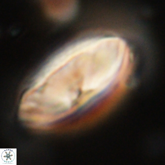 Discoaster delicatus 70863