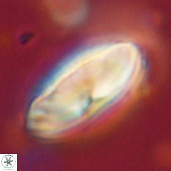Discoaster delicatus 70864