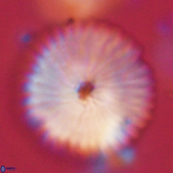 Discoaster delicatus 70865