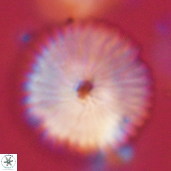 Discoaster delicatus 70865