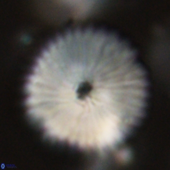 Discoaster delicatus 70866