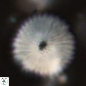 Discoaster delicatus 70866