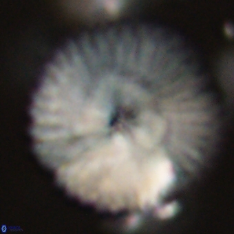 Discoaster delicatus 70867