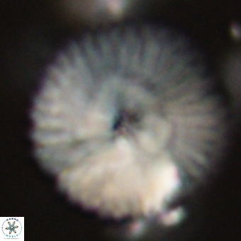 Discoaster delicatus 70867