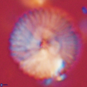 Discoaster delicatus 70868