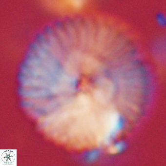 Discoaster delicatus 70868
