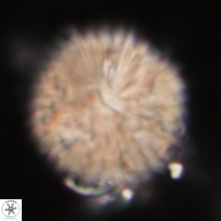 Discoaster delicatus 20814 1