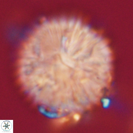 Discoaster delicatus 20815 1