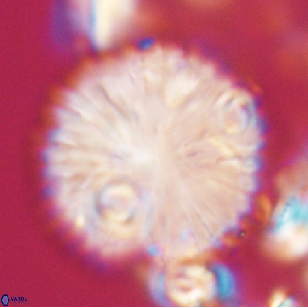 Discoaster delicatus 21497 1