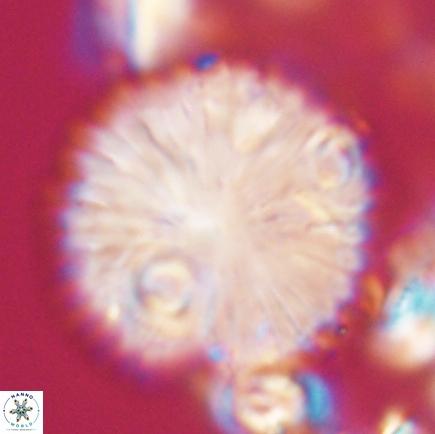 Discoaster delicatus 21497 1